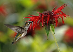 Un colibri à gorge rubis (Archilochus colubris) en vol stationnaire butinant une fleur de monarde (Monarda didyma). (définition réelle 2 873 × 2 052)