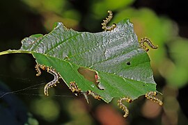 Nematus septentrionalis