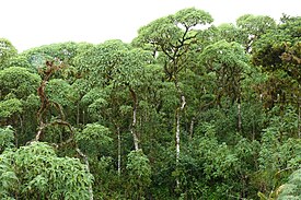 Scalesia pedunculata