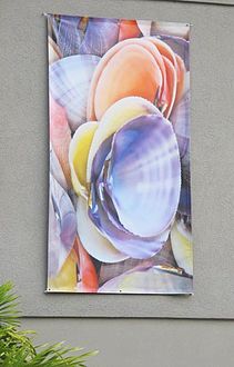 Outdoor photo banner of the bivalve Asaphis deflorata, original photo by Henry Domke