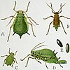 Life stages of the green apple aphid