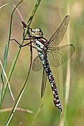 mature male, blue form