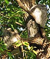 Tawny Frogmouth pair sleeping in afternoon sun in Melbourne