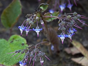 Trachystemon orientalis