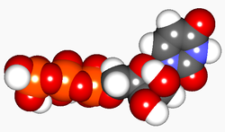 Image illustrative de l’article Uridine triphosphate