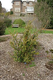 Vaccinium ovatum bush