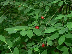 Description de l'image Vaccinium parvifolium 14911.JPG.