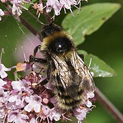 Bombus subterraneus