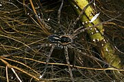 Dolomedes III by Bryce McQuillan