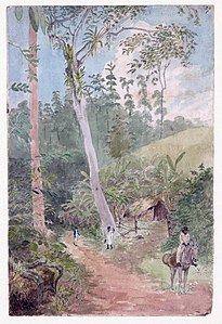 Plantain Walk, Jamaica, at and by William Berryman (edited by Durova)