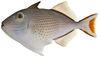 A white fish with dark spots, Xanthichthys ringens.