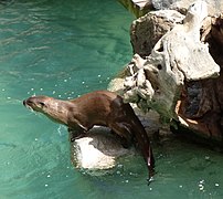 North American river otter.