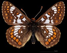 Euphydryas cynthia alpicola- Male