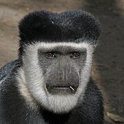 Abyssinian black-and-white colobus (Colobus guereza guereza) male head