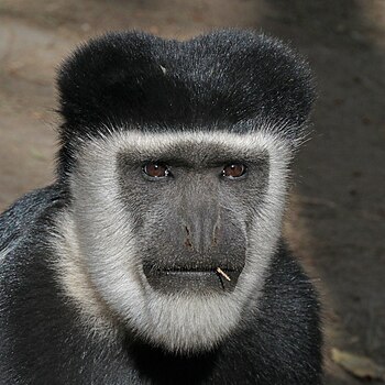 Mantled guereza