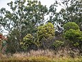 Acacia leiocalyx, 7th Brigade Park, Chermside, Queensland.