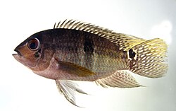 Satulakirjoahven (Aequidens tetramerus)