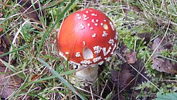 Amanita muscaria