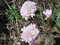 Армерия крупнолистная (Armeria macrophylla)