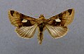 Autographa aemula