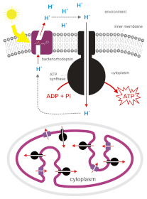 Acoplamento quimiosmótico entre a energia do sol, a bacteriorodopsina e a fosforilação por ATP sintase (energia química) durante a fotossíntese em bactérias halofílicas Halobacterium salinarum (sin. H. halobium). A parede celular bacteriana foi omitida.[10][11]