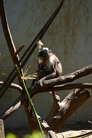 검댕망가베이(C. atys lunulatus)