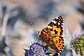 Vanessa cardui