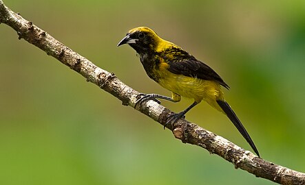 some Northern females and immature birds show yellow on the crown and back