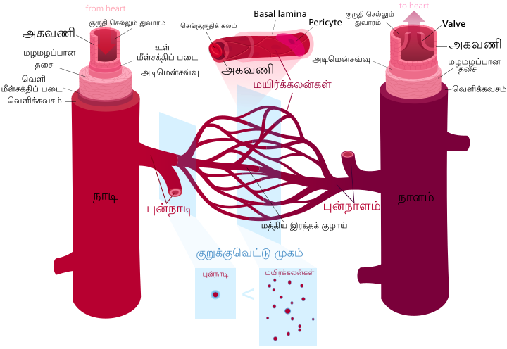 இரத்தக் குழாய்களின் கட்டமைப்பு