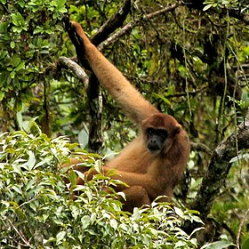 Muriqui no Parque do Zizo, São Miguel Arcanjo.