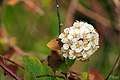 Spiraea (Rosaceae)