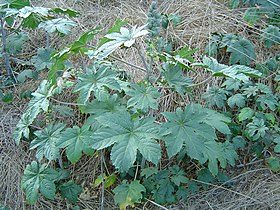 Castor bean usually finds refuge on wastelands