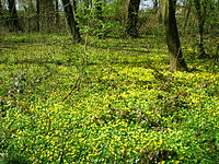 Sous-bois décidu peuplé de ficaires (Ranunculus ficaria) au début du printemps.