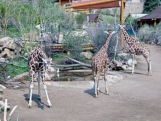 Giraffes, Cheyenne Mountain Zoo