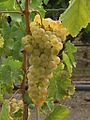 Chasselas, for vat and table wine