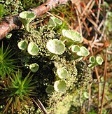 Les cladonies composent avec leurs thalles des « micro-paysages » variés : forêts de baobabs, podétions en forme de trompette, buissons en boules, etc. Ils ont une importance significative en Scandinavie (nourriture des rennes, emploi pour les décorations florales, les couronnes funéraires…)[1].