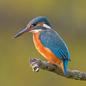 Common kingfisher, male, by Andreas Trepte (edited by Hans Hillewaert)