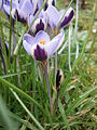 Crocus minimus side-view