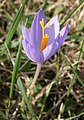 Crocus nudiflorus