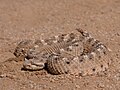 Sidewinder rattlesnake.