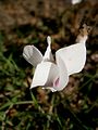 Cyclamen hederifolium 'Album' flower