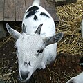 A Pygmy Goat