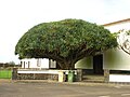 Dragoeiro no lugar de Vitória, ilha Graciosa.