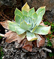 Dudleya pulverulenta