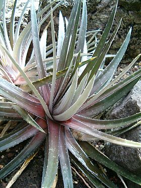 Dyckia maracasensis