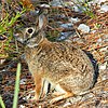 Sylvilagus floridanus