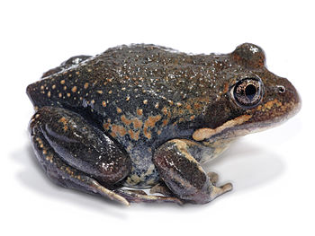 An Eastern Banjo Frog, found in eastern Australia.