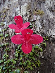 Asteranthera ovata