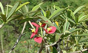 Euphorbia punicea.