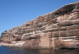 Colonie de fous de Bassan sur les falaises de l'île.